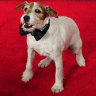Nintendo Chooses New Canine Spokesperson