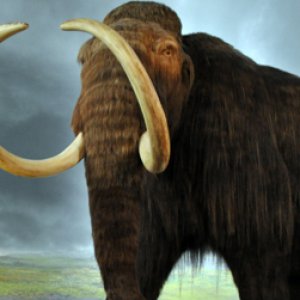 Animals Science Wants To Bring Back From Extinction - Zergnet