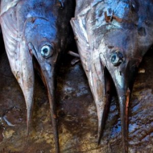 best freshwater fish to eat best freshwater fish to eat