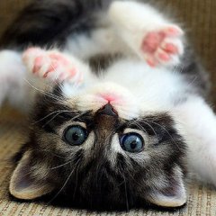 Amazing Animal Rescue Stories That'll Make You Cry Amazing Animal Rescue Stories That'll Make You Cry