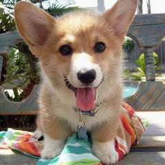 The Biggest Mistakes You're Probably Making With Your Dog