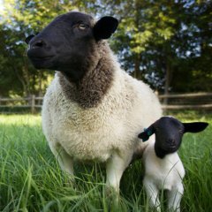 Biodynamic Farms in the US You've Gotta See to Believe