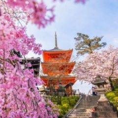 The Best Cherry Blossom Festivals in the World