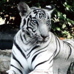 Must-Visit Zoos Every Animal Lover Needs to Visit Must-Visit Zoos Every Animal Lover Needs to Visit