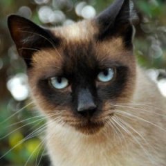 These Are the Best Hypoallergenic Cat Breeds These Are the Best Hypoallergenic Cat Breeds