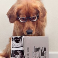 These Pregnancy Announcements Are Brilliantly Hilarious These Pregnancy Announcements Are Brilliantly Hilarious