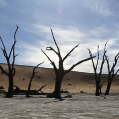 'Dead Marsh' in Namibia Is Frozen in Time 'Dead Marsh' in Namibia Is Frozen in Time
