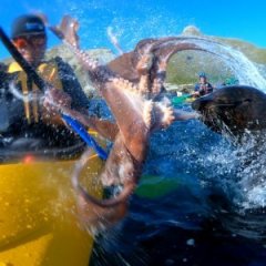 Video Shows Seal Slapping Kayaker in the Face With an Octopus Video Shows Seal Slapping Kayaker in the Face With an Octopus