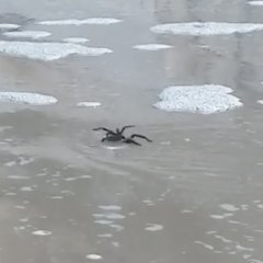 Tarantula in Texas Seen 'Swimming' in Terrifying Video Tarantula in Texas Seen 'Swimming' in Terrifying Video