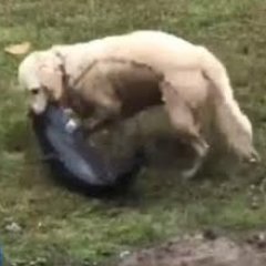 Golden Retriever Catches Catfish in Mississippi Lake