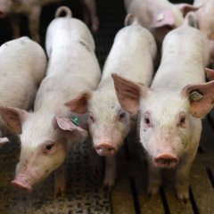 PETA Gets Dogged For Demanding End To 'Anti-Animal Language'