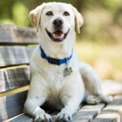 This Affectionate Dog Breed Would Make the Best Cuddle Buddy This Affectionate Dog Breed Would Make the Best Cuddle Buddy