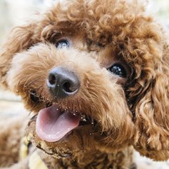 This Museum Has Everything You Will Ever Need to Know About Dogs This Museum Has Everything You Will Ever Need to Know About Dogs