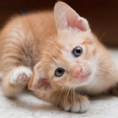 8 Things You Should Never Do to Your Cat 8 Things You Should Never Do to Your Cat