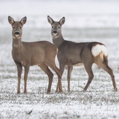 'Zombie Deer Disease' Affecting 24 U.S. States 'Zombie Deer Disease' Affecting 24 U.S. States