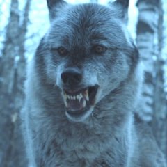 Why the Direwolves in 'GoT' Are More Important Than You Know Why the Direwolves in 'GoT' Are More Important Than You Know