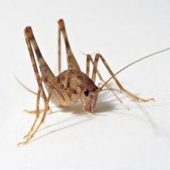 The Truth About Bugs Living in Your Home The Truth About Bugs Living in Your Home