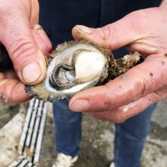 Oyster Farmers Alarmed After Norovirus Found in Croatian bay Oyster Farmers Alarmed After Norovirus Found in Croatian bay
