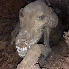 The Most Horrifying Things Discovered in the Great Outdoors The Most Horrifying Things Discovered in the Great Outdoors