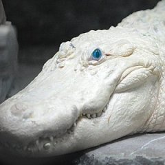 Seriously Stunning Albino and Leucistic Animals Seriously Stunning Albino and Leucistic Animals