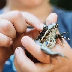 So Your Kid Wants A Pet Frog. Heres Everything To Know