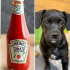 The Real Reason Ketchup Is The Perfect Shampoo For Dogs
