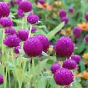 Best Garden Flowers for Color All Summer