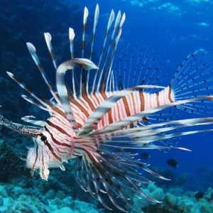 Lionfish Invasion Threatens Atlantic Ocean Native Species