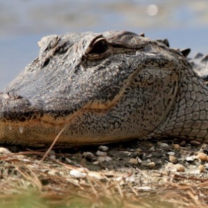 Disney World's Scary Gator Encounter Weeks Before Deadly Attack