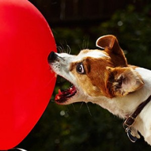 Dog Sets Balloon-Popping Record
