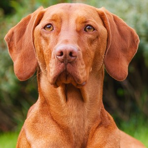 The 10 Most Active Dogs