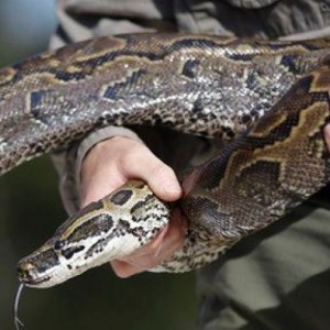 Man on Trial After Escaped Python Killed 2 Boys as They Slept