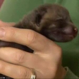 Family Realizes Tiny Puppy Isn't a Puppy At All