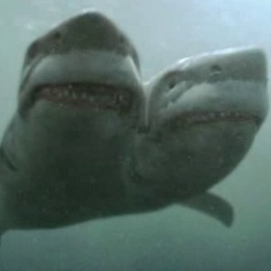 Increased Sightings of Two-Headed Sharks Baffle Scientists