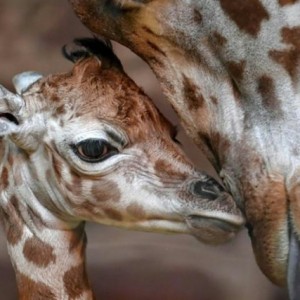 Rare Rothschild's Giraffe Born At Zoo - ZergNet