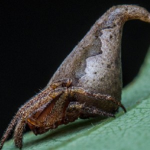 New Sorting Hat Spider Discovered