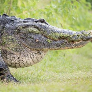 Massive Alligator Caught on Film At Florida Nature Preserve - ZergNet