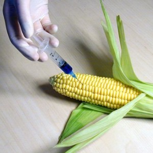 7 Most Common Genetically Modified Foods