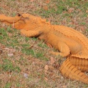 Orange Alligator Spotted in South Carolina
