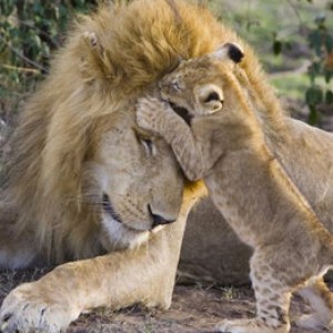 Lion Cubs Meet Their Dad for the First Time
