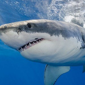 Half-Eaten Shark On Florida Beach Raises Speculation - ZergNet