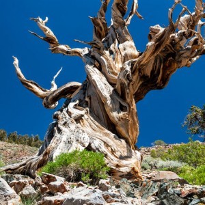 What's the Oldest Living Thing on Earth Today?