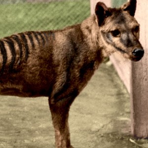 Tasmanian Tiger Reportedly Seen 80 Years After Extinction