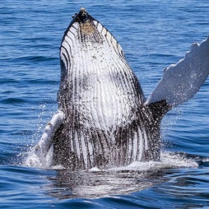 Humpback Whales Are Forming Mysterious 'Super-Groups'