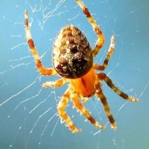 Spiders Can Hear You 'Walking and Talking'