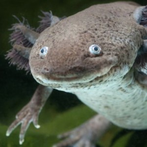 Weirdest Animals You'll Find Around the World