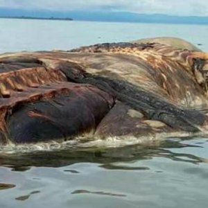 Gigantic Mystery Creature Washes Up Shore