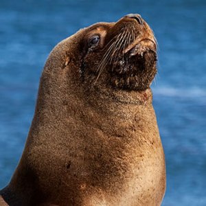 Sea Lion Drags Girl Into the Water in Scary Video - ZergNet