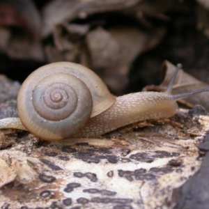 'Alarming' Rat Lungworm Parasite Spreading Through Florida