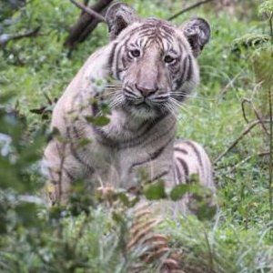 Extremely Rare 'Pale Tiger' Spotted for the First Time Ever